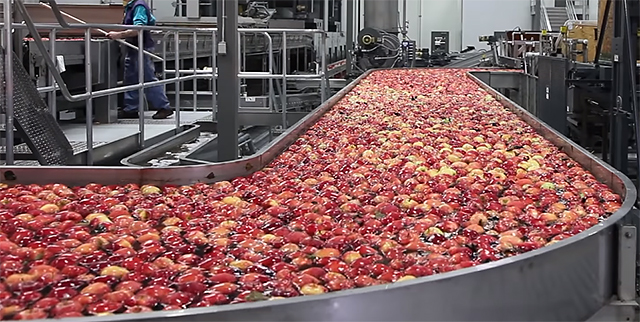 Once the Destacker has done its job, the apples are slowly lowered into a water conveyor to initially soak the apples and simultaneously move them.