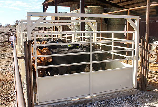 Cardinal Scale's LSC series stationary group livestock scales feature a pre-cast concrete deck with a checkered diamond pattern for cattle stability.